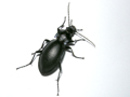 Carabus violaceus